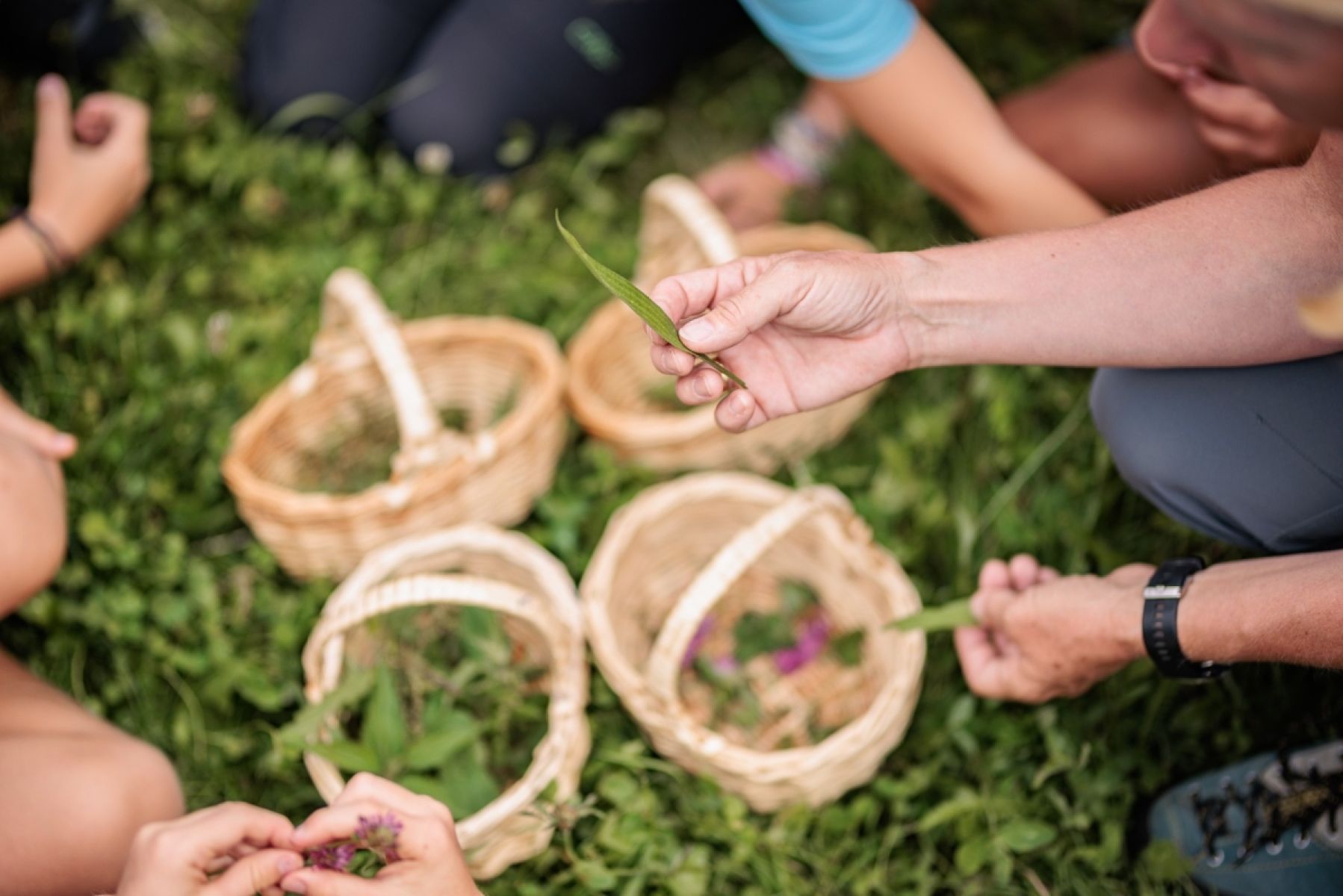 Im Hintergrund sieht man 4 Körbe mit Kräutern im Gras. Im Vordergrund hält eine Hand eines Mannes ein Blatt.